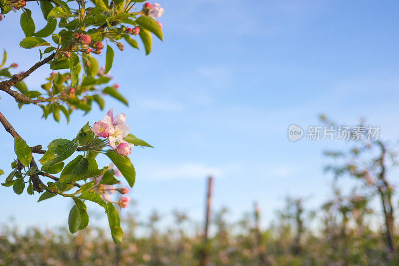 春天苹果园里的苹果开花