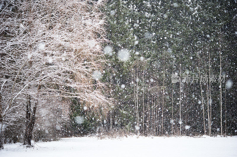 森林里下雪了