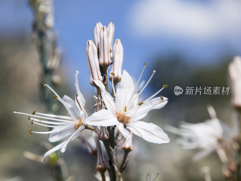 花近距离