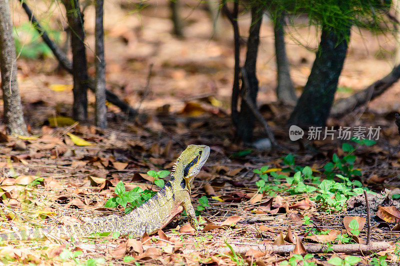 澳洲雄水龙