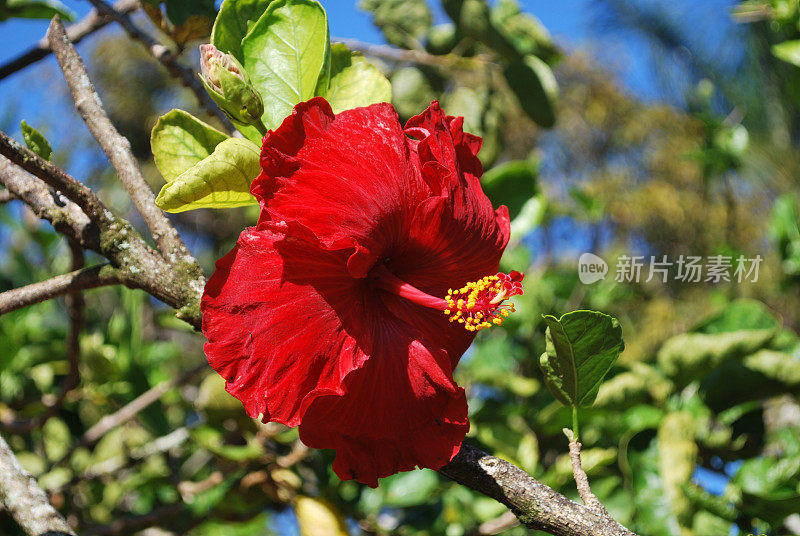 夏威夷的芙蓉花