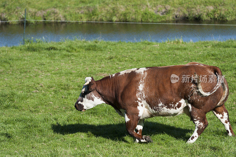 荷兰牛吃草