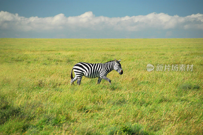 孤独斑马，塞伦盖蒂国家公园，坦桑尼亚