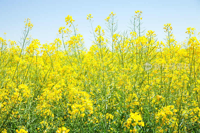 油菜