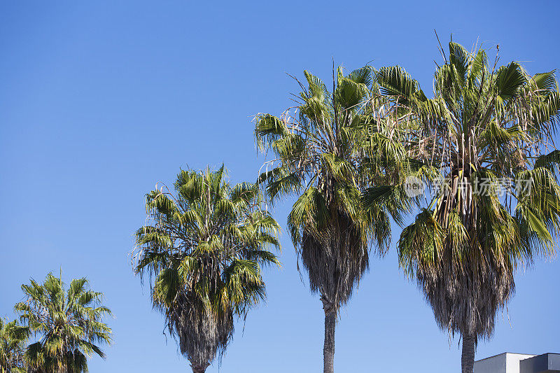 加州的棕榈树