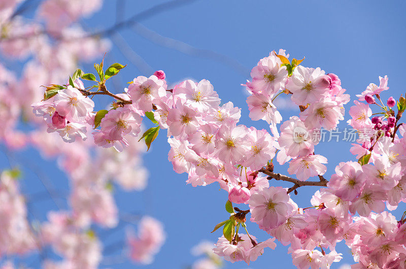 日本樱花