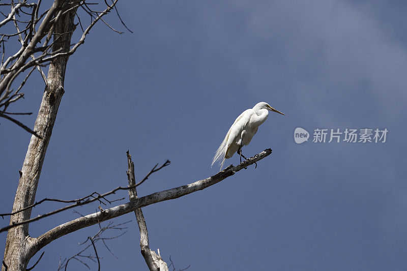 大白鹭栖息在树枝上的泥沼