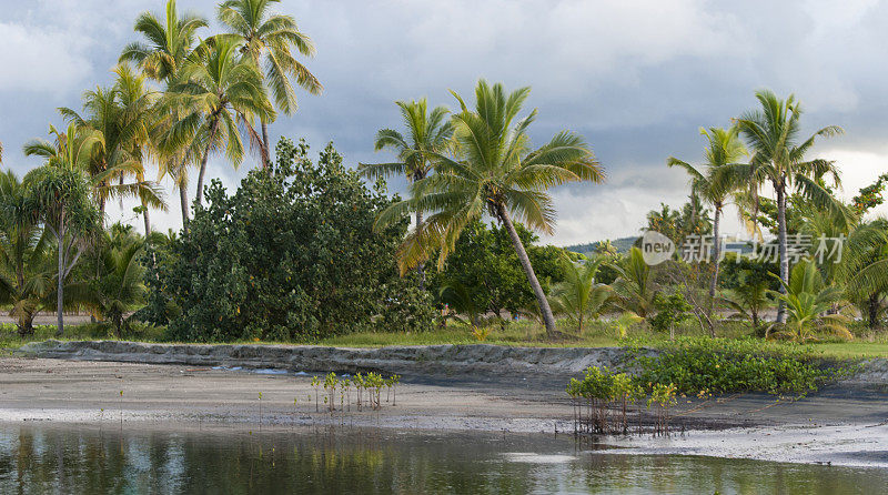 斐济的棕榈树