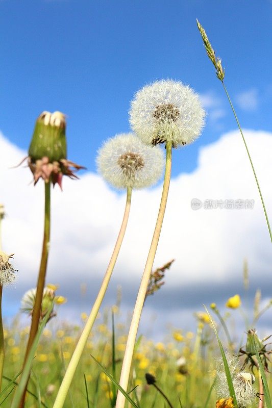 草地与蒲公英