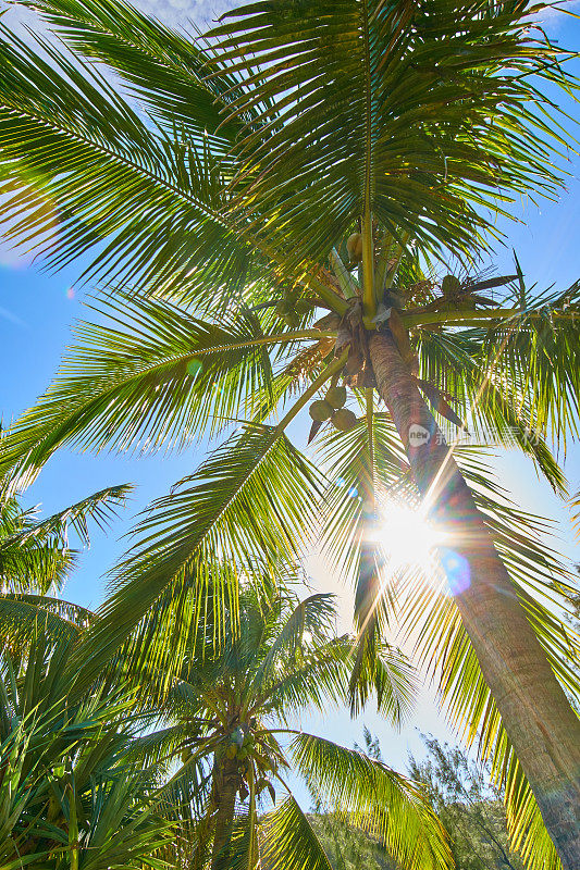 大安斯棕榈树-留尼汪岛