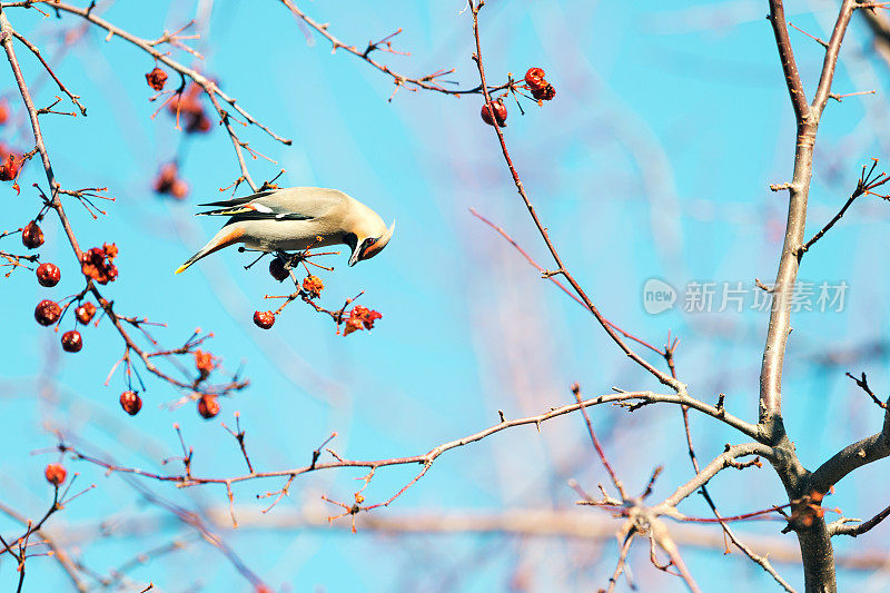 波西米亚蜡翼鸟在春天吃山楂浆果