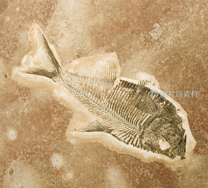沙子里的鱼化石