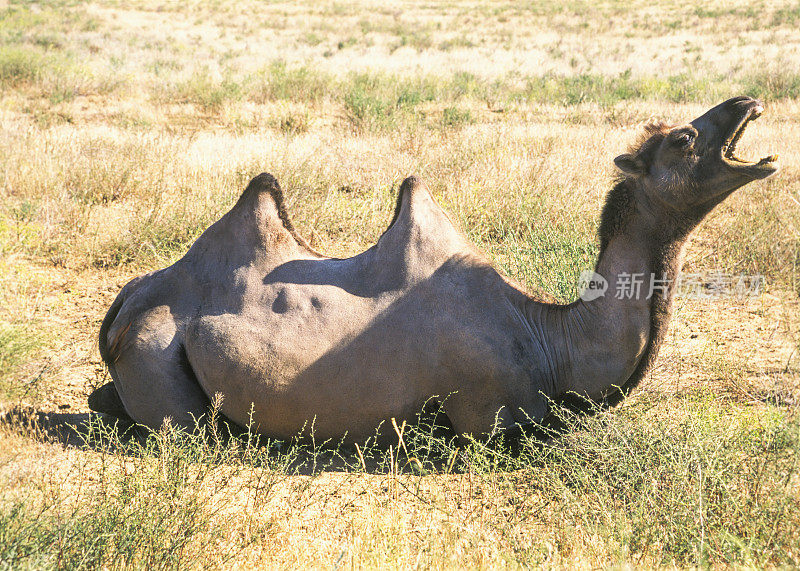 卡尔梅克品种的双峰驼生活在大草原上