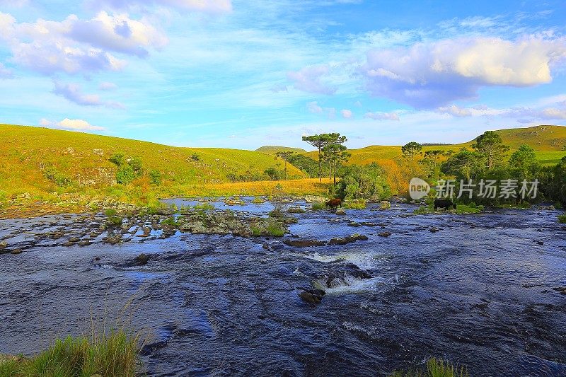 Araucárias，河流:日落时巴西南部田园诗般的乡村景观