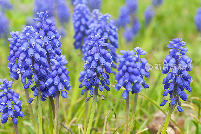 葡萄风信子(Muscari)