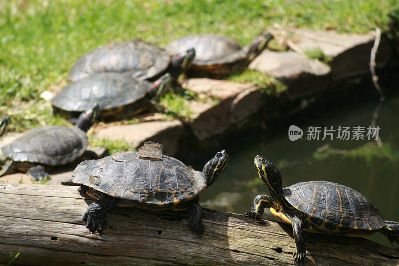 缓慢的战斗-水龟在行动