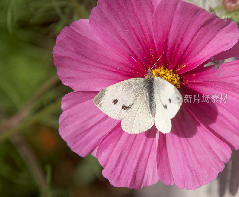 白色蝴蝶在粉红色的宇宙花上