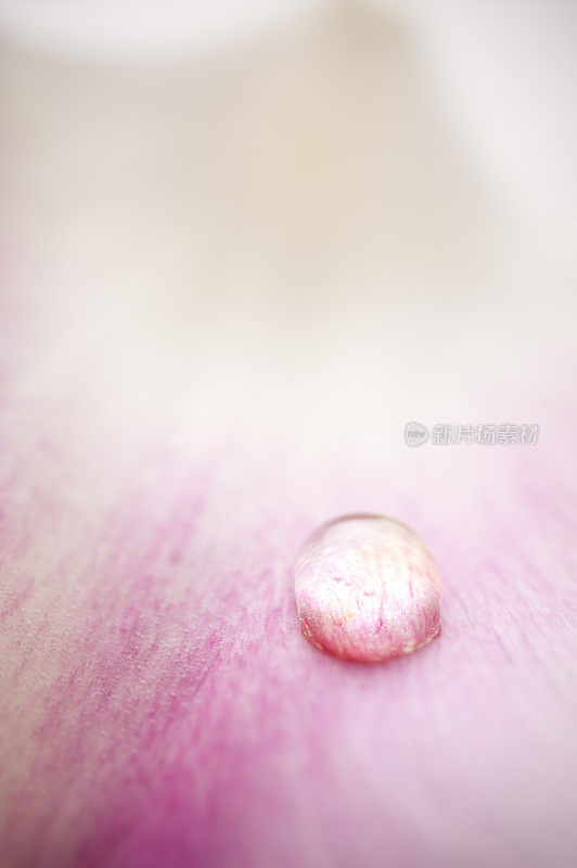水滴在郁金香花瓣上的抽象图片