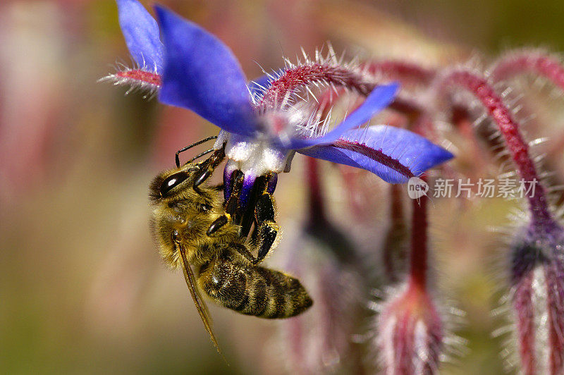 蜜蜂在罗宋花上