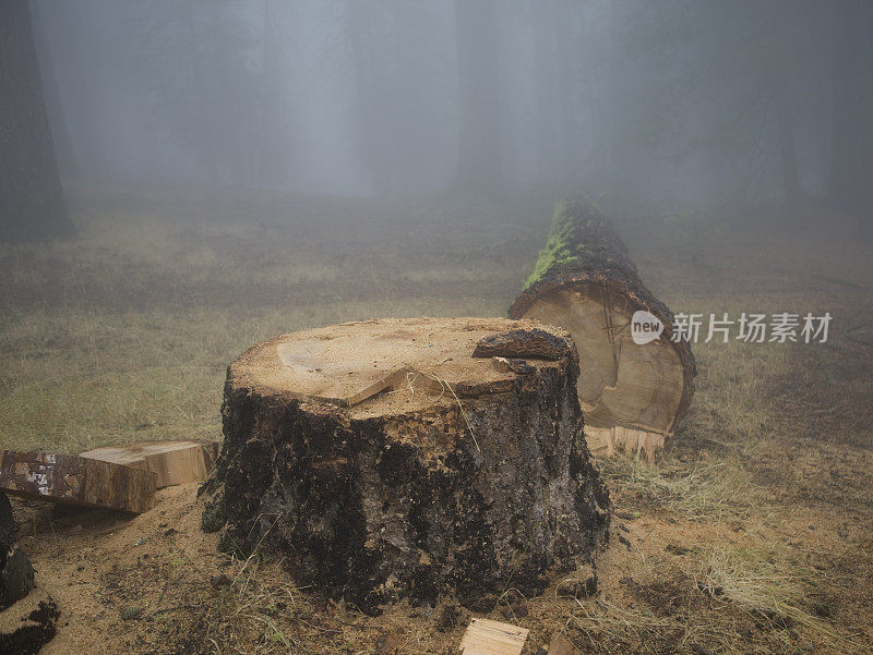 巨型红杉被砍伐