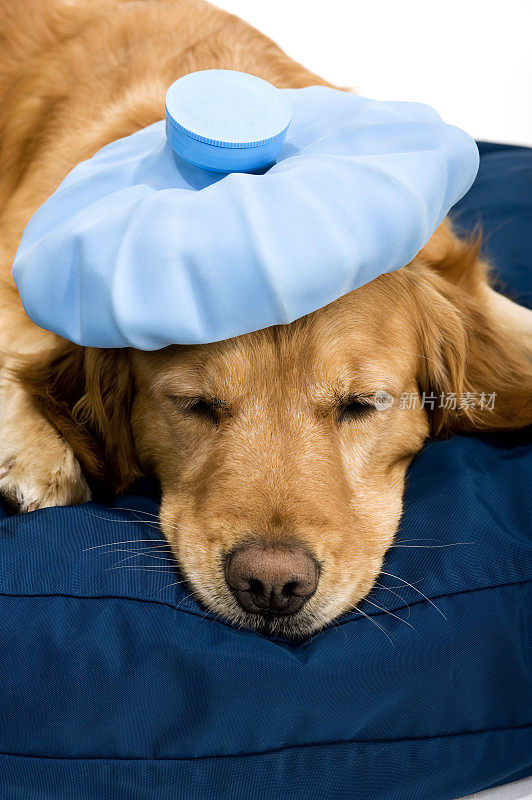 生病的金毛猎犬在狗的床上