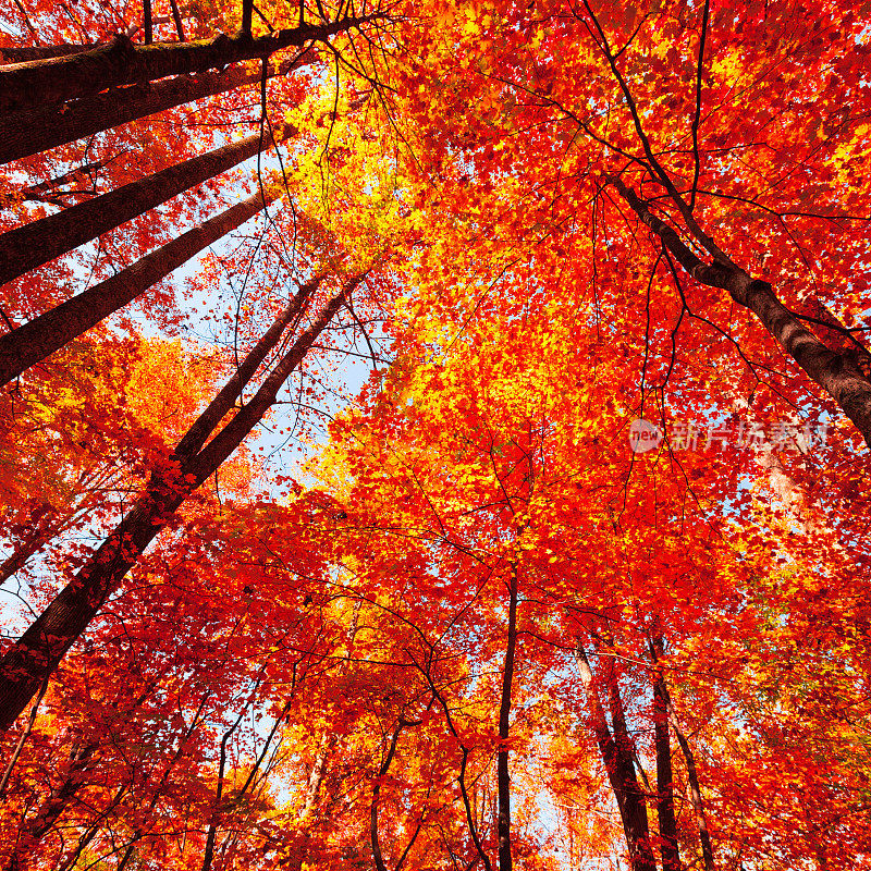 秋天的五彩森林
