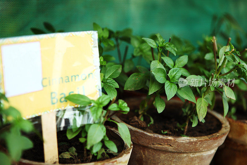 肉桂罗勒种植在架子上的花盆，露台花园