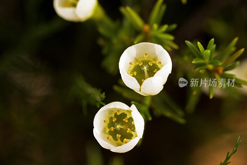 金龟子-小白蜡花