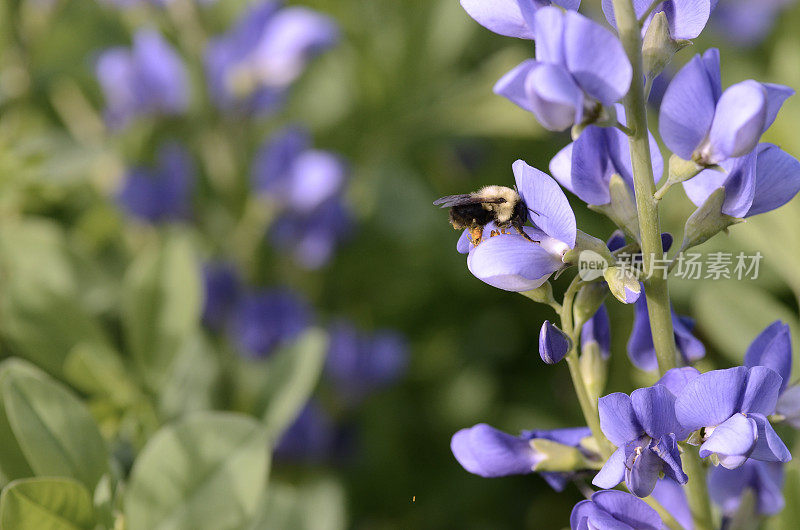 大黄蜂在紫竹花上的花园