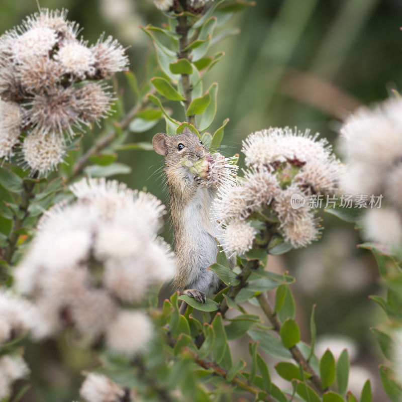 老鼠吃花瓣，Kirstenbosch，开普敦