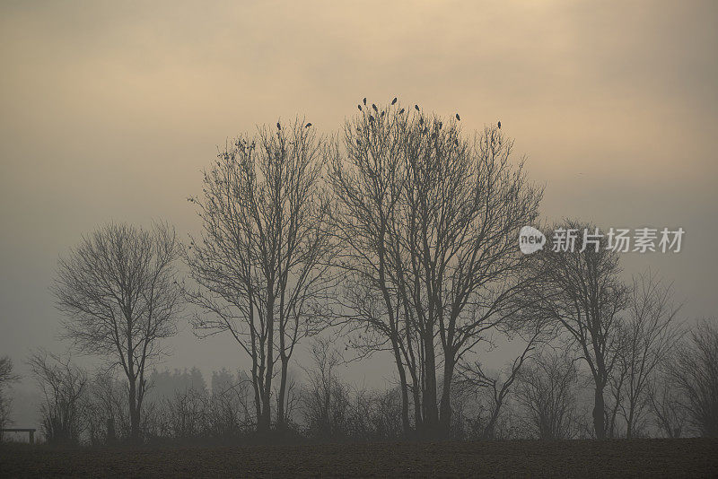 乡间雾天，田野里乌鸦成群