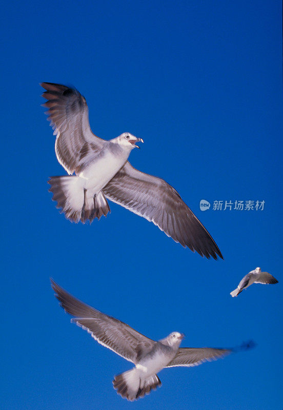 海鸥迎蓝天飞翔