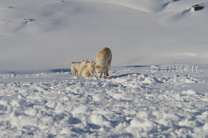 格陵兰狗和两只小狗