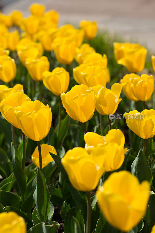 黄色郁金香花