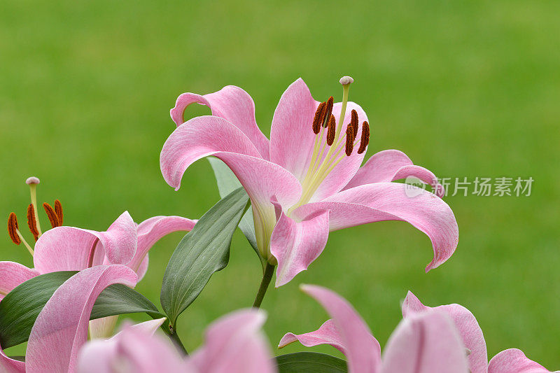 粉红色的黄花菜