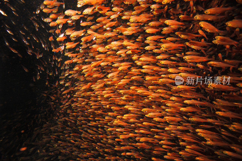 海洋生物-玻璃鱼