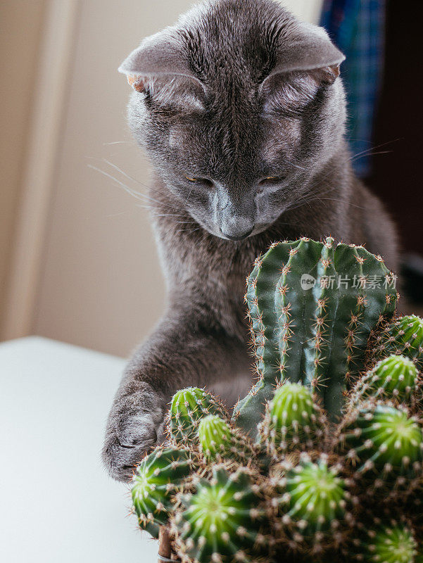 俄罗斯蓝猫在家里玩盆栽仙人掌