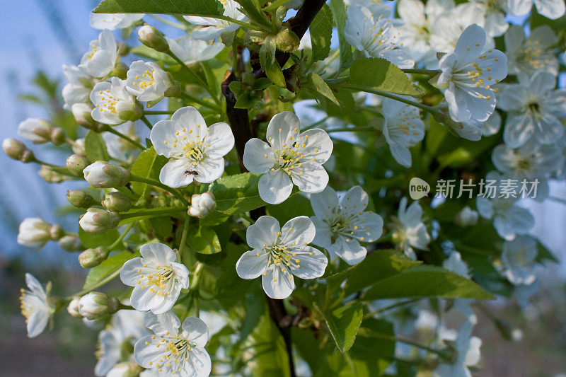 布鲁姆