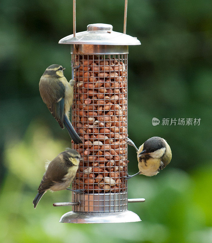 三只山雀在花园喂食器旁