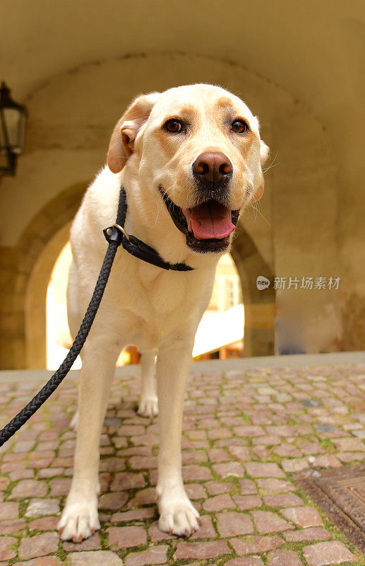 拉布拉多寻回犬