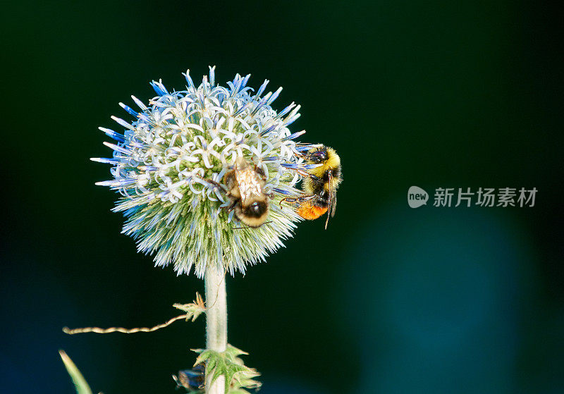 一对蜜蜂在给一种蓝色的蓟花授粉