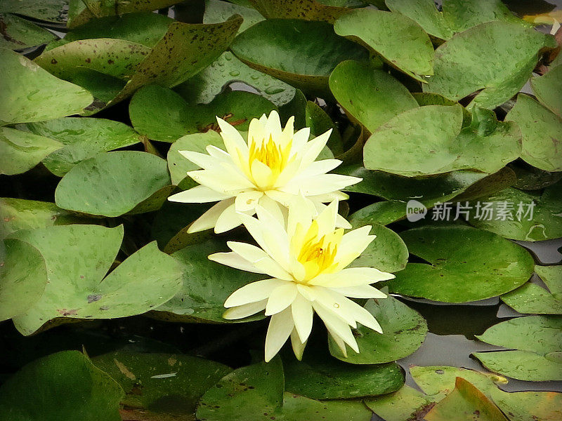 奶油色的花盛开在水中的睡莲花瓣上