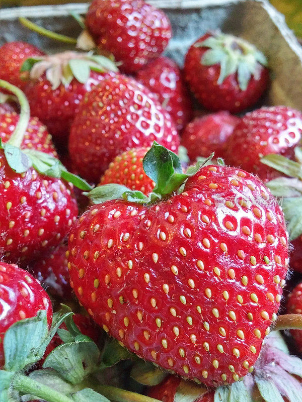 用硬纸盒亲手采摘的自家种植的丰满草莓