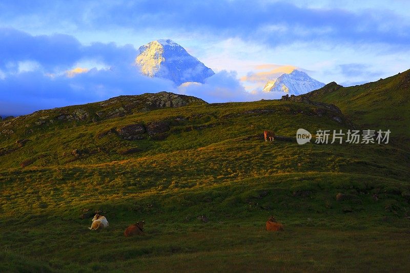 在格林德沃，伯恩斯高地，瑞士阿尔卑斯山喂养和休息的奶牛