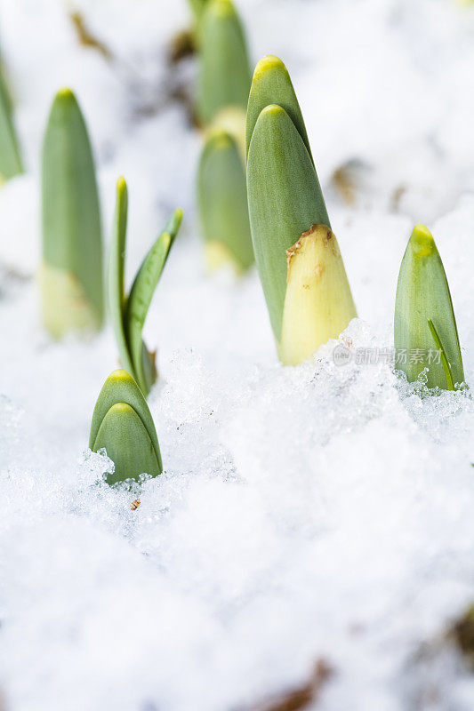 水仙花在春天会下雪