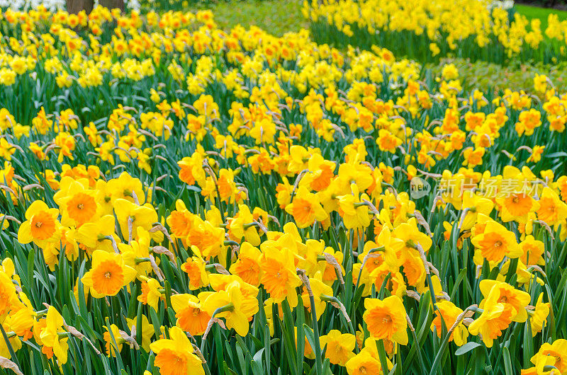 黄水仙花儿。荷兰美丽的春花