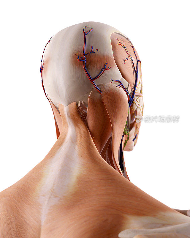颈部解剖学