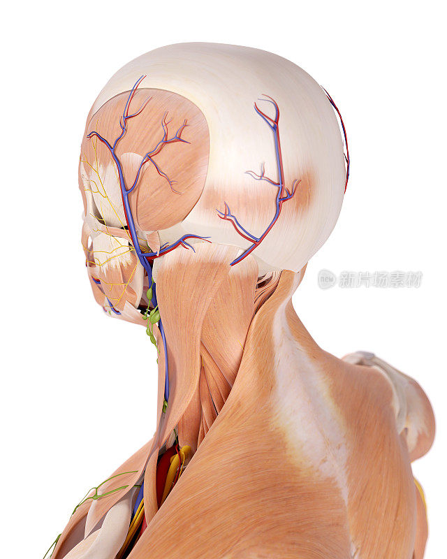 颈部解剖学