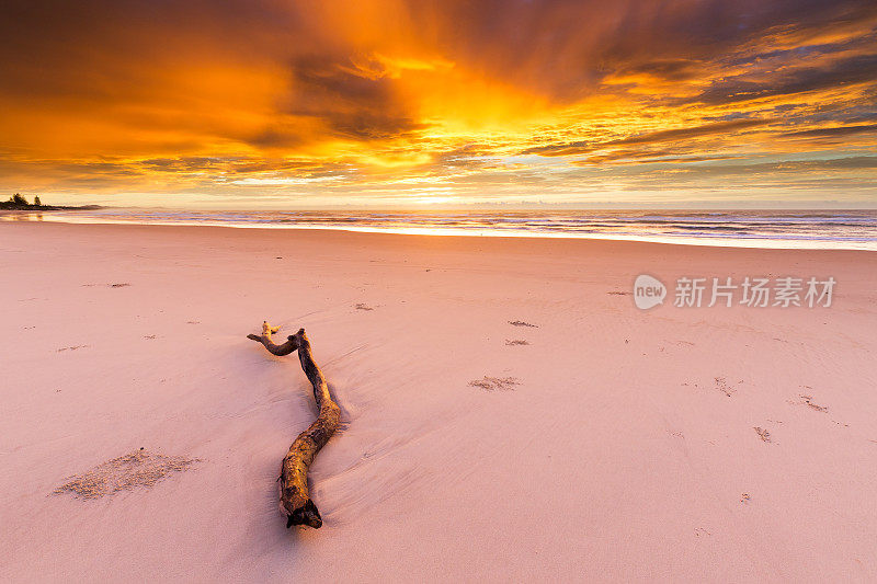 海滩上的浮木在强烈的金色日出下