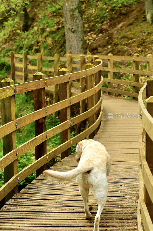 追踪的拉布拉多猎犬